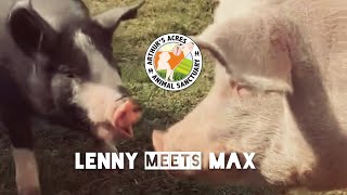 Lenny meets his 2nd friend at Arthur’s Acres