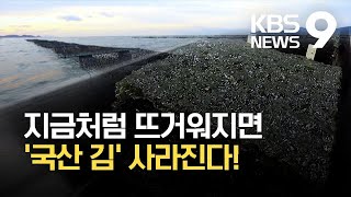 뜨거워지는 바다, 80년 뒤엔 ‘국산 김’ 사라진다! / KBS 2021.09.07.