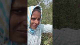 రేగుపండ్లు తింటున్నాం #farmer #agriculture #youtubeshorts #shorts