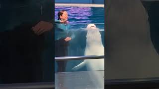 シロイルカのプルル♡キス顔可愛すぎた♡八景島シーパラダイス，水族館，aquarium，ベルーガ，海豚，鯨，横浜