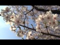 2012.04.19 sakura＠高岡