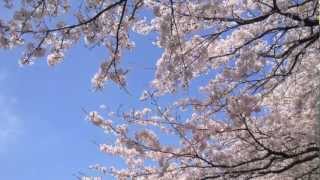 2012.04.19 SAKURA＠高岡