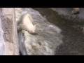 polar bear baby is playing 雪の滑り台ではじけるホッキョクグマの赤ちゃん