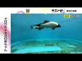 お母さんのお腹にぴったりと…6 21誕生のイロワケイルカの赤ちゃん 一般公開始まる 三重・鳥羽水族館