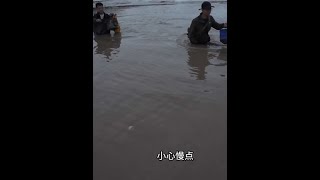 野外海边芦苇荡几个人忙活一天、抓的都是超大野生蟹虎鱼、你们说说这个芦苇荡还藏了些啥东西？#赶海 #钓鱼 #青蟹 #不想打工到老 #户外赶海抓海鲜