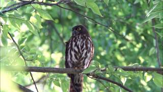 アオバズクの鳴き声