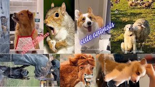 cute animals funny video trending shorts 🥰#funnycomedyshortsinhindi #funnyanmials #cuteanimalsfunny