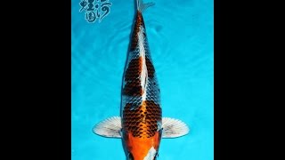 [Jiahe Koi Farm] 佳河錦鯉園 a1208 孔雀44CM