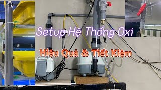 Cách Setup Hệ Thống Oxi Cho Cá Bảy Màu Hiệu Quả. Mạnh Guppy TB