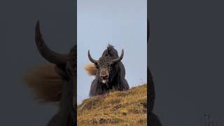 Aggressive Tibetan wild Yak roaring.