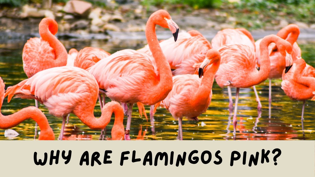 Why Are Flamingos Pink Youtube