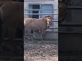 odessa przewalski pferde im zoo