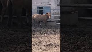 Odessa, Przewalski Pferde im Zoo