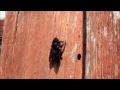 Пчела плотник насекомые природа Украины insect carpenter bee