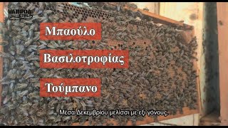 Μπαούλο βασιλοτροφίας 15 Δεκεμβρίου