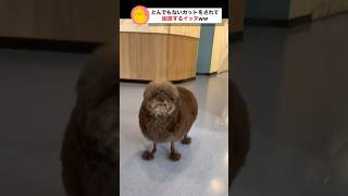 【悲報】トイプードルさん、とんでもないカットにされてしまう #おもしろ動物動画 #かわいい犬動画 #癒し