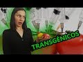 ¿Cuál es el problema con los transgénicos?