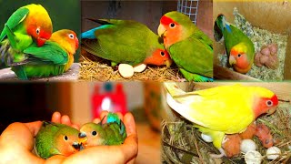 Love Birds Breeding Tips||Best Love Birds Breeding Formula @PARROTSOUVIK #petsvlog#birds#parrot