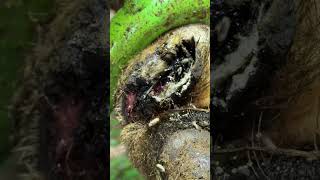 OVER RUN by MAGGOTS!  #gross #satisfying #weird #wow