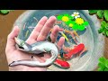 Amazing Catch Strange Fish In Tiny Pond, Shrimp, Snapper, Ornamental Fish, Koi, Turtles, Guppies