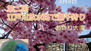 第二回江戸川放水路で潮干狩り