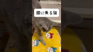 【冬限定】膝に猫が乗ってくれる #shorts #猫 #ねこ #子猫 #cat #ロシアンブルー #ロシアンブルー #猫のいる暮らし #ネコ #ロシアンブルー子猫 #猫好きさんと繋がりたい