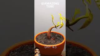 120 Days under 55 secs TimeLapse - Growing Durian Tree From Seed. #shorts #viralshorts #viralvideo