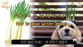 ENG) [미국일상VLOG] 강아지와 미국에서 파 키우기/파 키우는 방법/How to grow Green Onions🥬