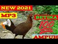 Suara pikat ayam betina / pikat ayam jantan hutan New Thun 2021