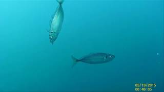 紀伊長島カマス釣り（水中映像）