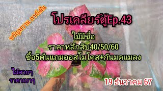 🌺🍀โปรเคลียร์ตู้ ไม้ราคาหลัก🔟🔟Ep.43🌺🍀 19 ธันวาคม 2567 ☎️094-5323653 #บอนสี #บอนสีขวัญหวานการ์เด้น