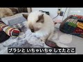 バーマン猫ラフとガブ【ブラシ愛】brush love（バーマン猫）birman cat