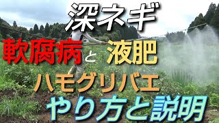 【野菜栽培】白ねぎ雨上りの病気と害虫対策 軟腐病とハモグリバエと液肥の説明21/8/23#146#薬剤散布#農薬散布#福ちゃん農園#九州