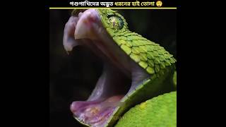 পশুদের অদ্ভুত ধরনের হাই 😲//#shorts #animals #viralvideo