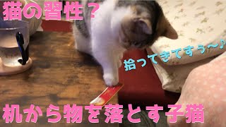 猫の習性！？机から物を落とす子猫【短足眉毛マンチカン】