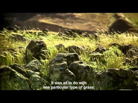 Where did domestication of wheat first occur?