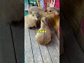 capybara 卡皮巴拉 水豚君每天都在幹嘛😶 capybara 水豚 水豚君 卡皮巴拉 呆萌 cute 可愛い 萌寵 療癒 short