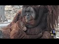 favorite posts of 2021 orangutans cerah and berani