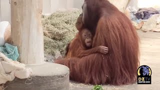 Favorite Posts of 2021: Orangutans Cerah and Berani