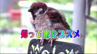 帰って来たスズメのミモザ　～Return of much loved sparrow Lady Mimosa.～