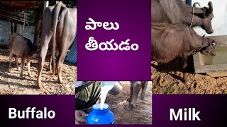 పాలు తీయడం / Fresh Milk