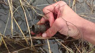 How to siphon water using a garden hose for my trees!