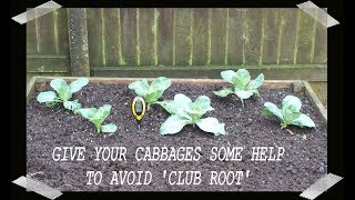 Spring Cabbage club root precautions update + Soil Test Meter. Grow Vegetables