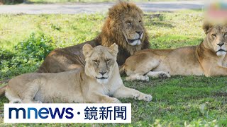 女力撐起半邊天　動物世界母系力量很強勢｜#鏡新聞