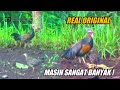 NYATA ❗️AYAM HUTAN BERKUMPUL SETELAH HUJAN , BERBURU AYAM HUTAN TER MUDAH