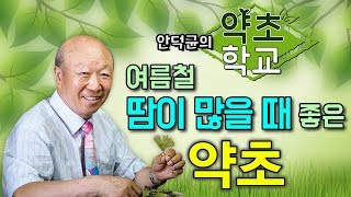 (한글자막) 더운 날씨에 땀을 많이 흘리는 분들에게 좋은 약초 (인삼, 황기, 오미자, 산수유) [안덕균의 약초학교 EP.08]