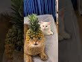 给猫猫做了个菠萝帽子，秒变菠萝猫😄🤣🤣🐱🐱 funny 可爱猫咪 funnycat animalcat cute 可爱到爆炸 cat