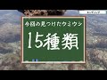 【磯遊び】真鶴ウミウシ四天王と15種類のウミウシたち【ウミウシ探し】