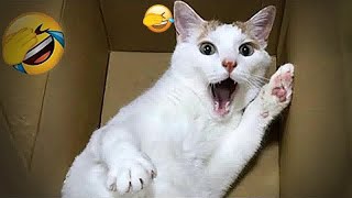 You Laugh You Lose👸🤳Funniest Dogs and Cats 2025👳‍♀️🖐