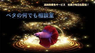 飼育の悩み一緒に解決しましょ♬【2021年10月21日】ベタの何でも相談室